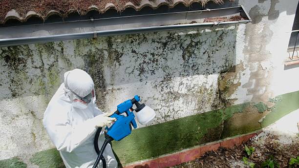Top rated local Mold Inspection And Testing specialists in Chester, NJ